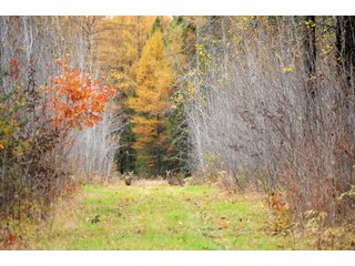 Property photo 88 - REAL ESTATE AUCTION - 1,428+/- ACRES OFFERED IN 10 TRACTS IN PRICE CO., WI